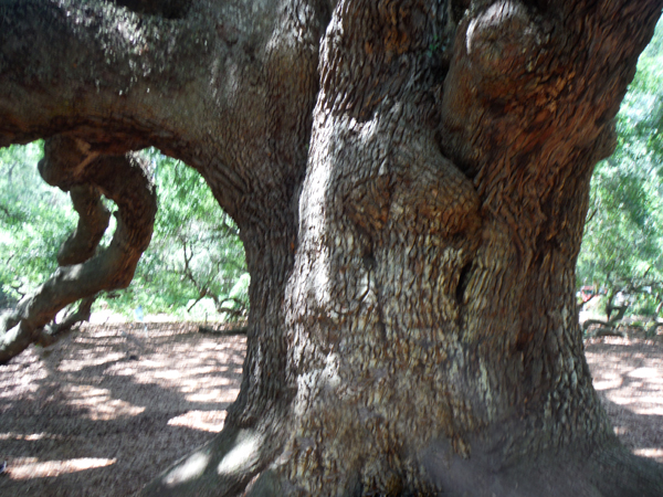 the trunk of the Angel Oak tree